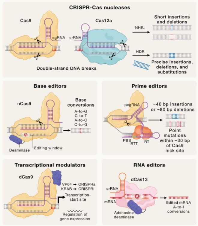 Cell｜CRISPR基因編輯技術(shù)的過去、現(xiàn)在和未來(圖4)