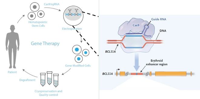 5年新生！邦耀生物全球首例CRISPR治愈β0β0型重度地貧患兒健康生活超5年(圖3)